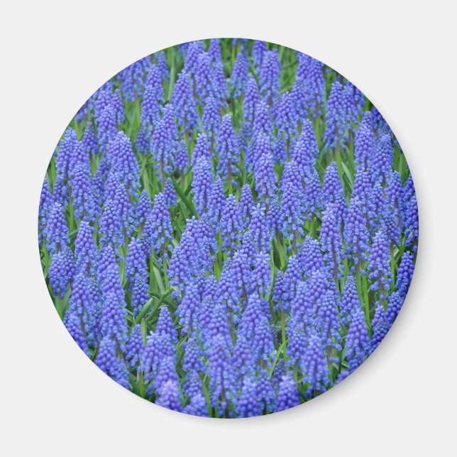 Íman Flores de muscari azuis bonito (Frente)