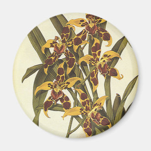 Íman Flores de Orquídea Odontoglossum Tropicais Vintage