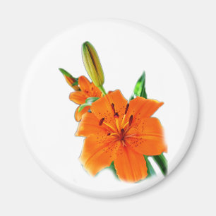 Íman Flores de ouro