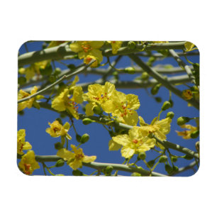 Íman Flores de Palo Verde