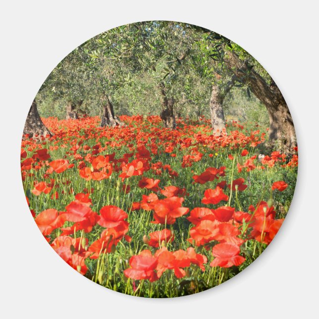 Íman Flores de papoila vermelha sob oliveiras antigas (Frente)