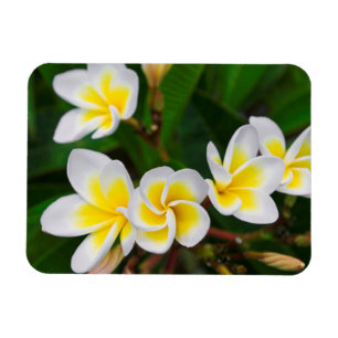 Íman Flores de Plumeria close-up, Havaí