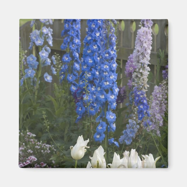 Íman Flores de primavera ao longo de um caminho de jard (Frente)