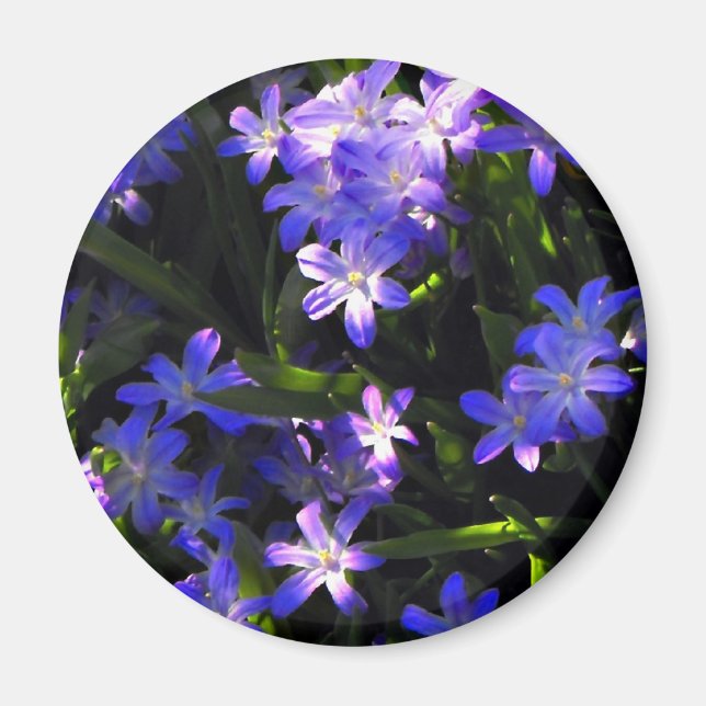 Íman Flores de primavera Azul (Frente)
