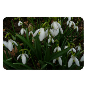 Íman Flores de primavera Brancas I (Galanthus)