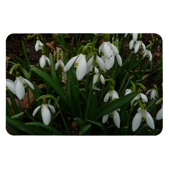 Íman Flores de primavera Brancas I (Galanthus) (Horizontal)