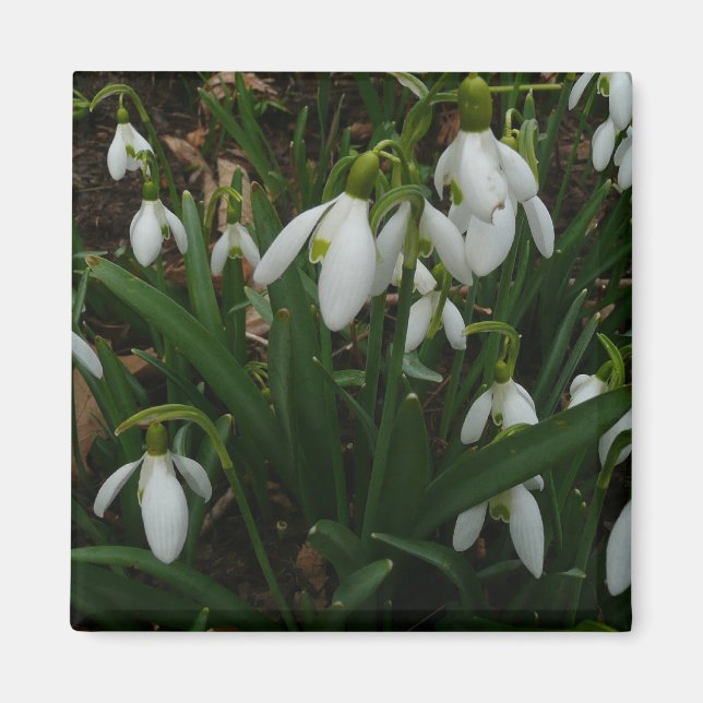 Íman Flores de primavera Brancas I (Galanthus) (Frente)