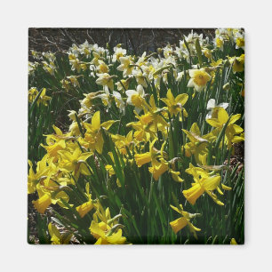 Íman Flores de primavera de Daffodils Amarelos e Branco