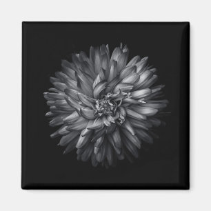 Íman Flores De Quintal Em Preto E Branco 20