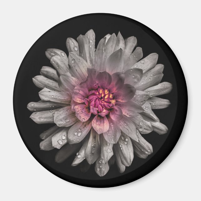 Íman Flores De Quintal Sem Versão De Cor 91 (Frente)