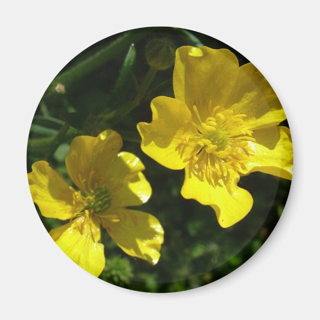 Íman Flores de ranúnculo (Frente)
