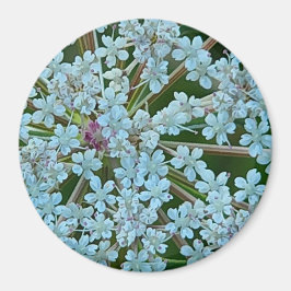 Íman Flores de rendas da Rainha Anne