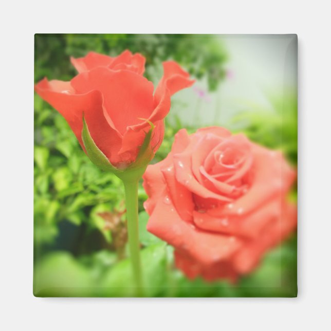 Íman Flores de Rosa Romântica (Frente)