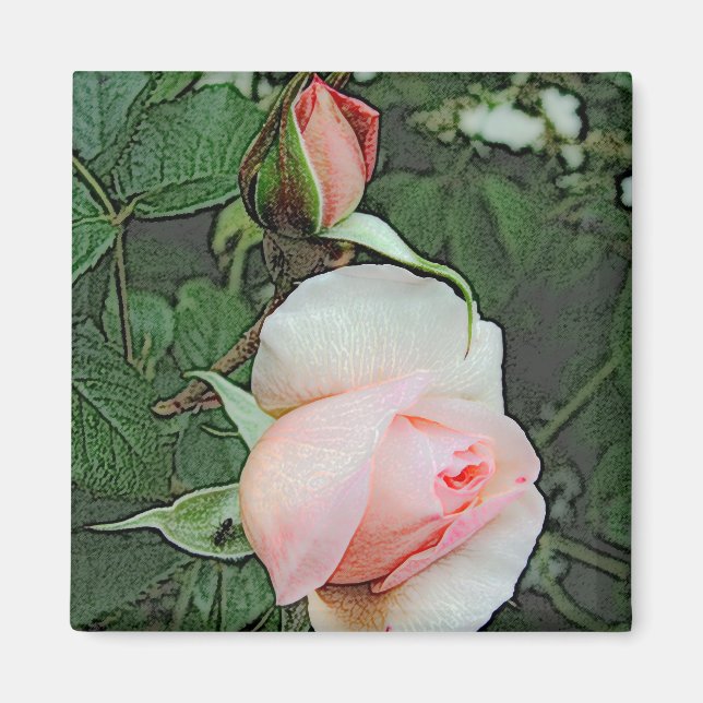 Íman flores de rosa rosa (Frente)