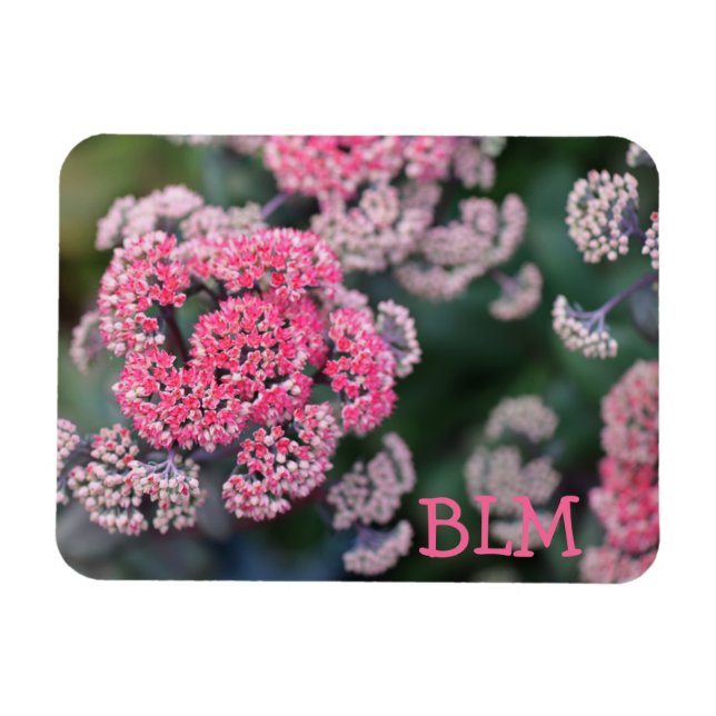 Íman Flores de Stonecup da Borboleta Rosa e Branca (Horizontal)
