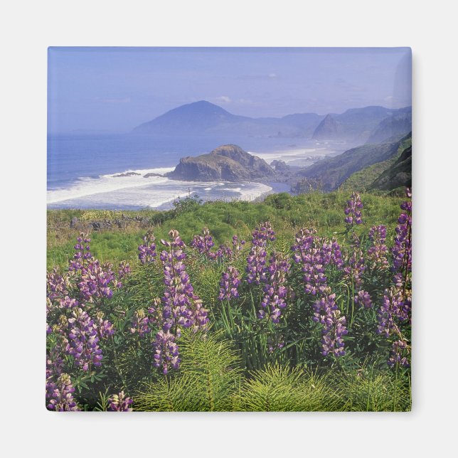 Íman Flores de tremoço e costa acidentada ao longo (Frente)