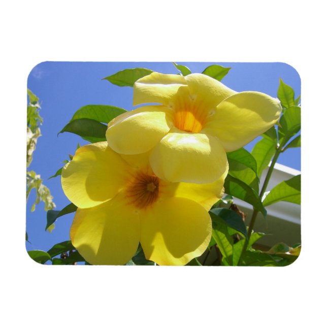Íman Flores de Trombeta Dourada I (Horizontal)