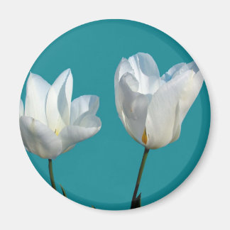 Íman flores de tulipa branca em fundo azul aqua