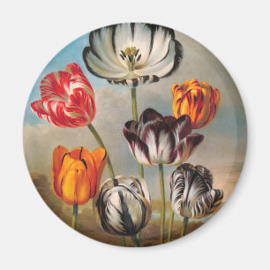 Íman Flores de Tulipa Variegada Antiga em uma Paisagem