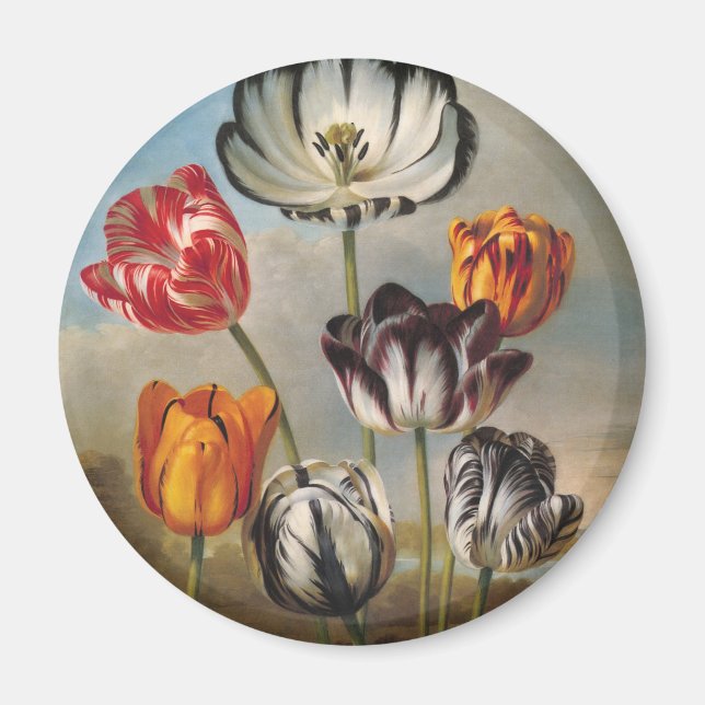 Íman Flores de Tulipa Variegada Antiga em uma Paisagem (Frente)