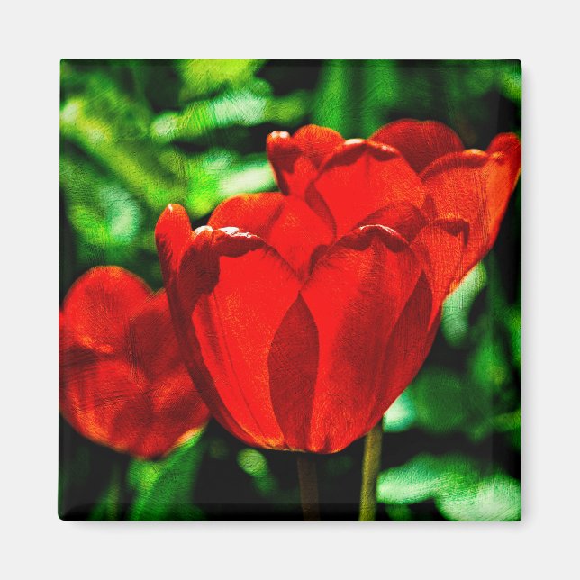 Íman Flores de tulipas vermelhas (Frente)