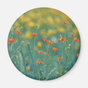 Íman Flores De Verão (Campo Floral) (Flores Vermelhas)