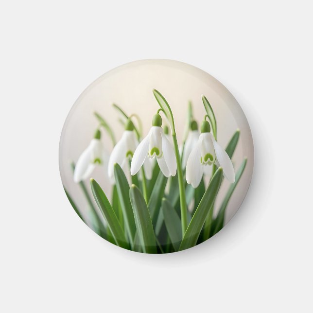 Íman Flores Delicadas de Neve Branca Florem na Primaver (Frente)