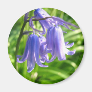 Íman Flores do Bluebell - ímã