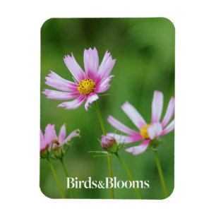 Íman Flores do cosmos