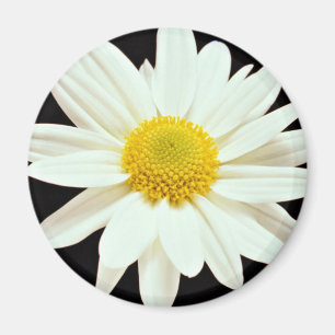 Íman Flores do crisântemo da margarida branca