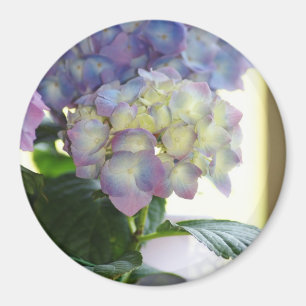 Íman Flores do Hydrangea