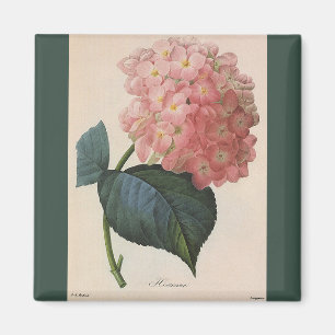 Íman Flores do jardim do vintage, Hortensia cor-de-rosa