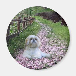 Íman Flores do roxo do ímã de Shih Tzu