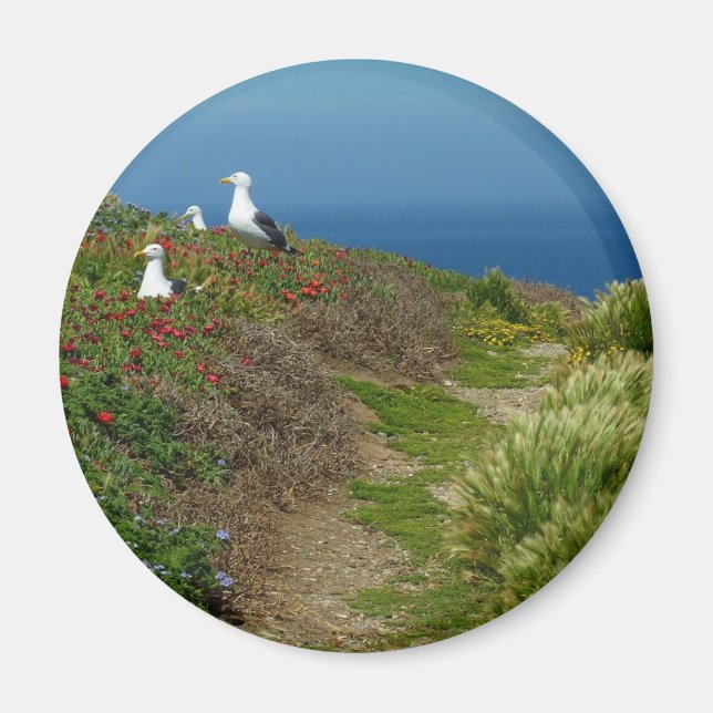 Íman Flores e gaivotas na Ilha Anacapa (Frente)
