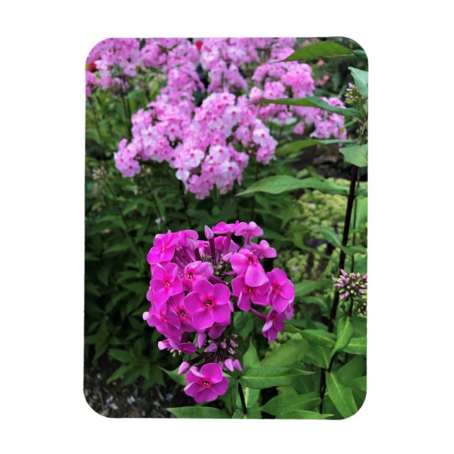 Íman Flores em Chateau Morrisette Winery, Floyd, VA (Vertical)