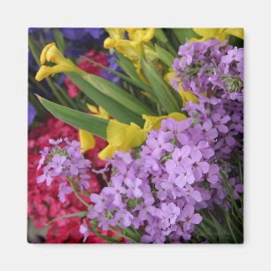 Íman Flores em Várias Cores