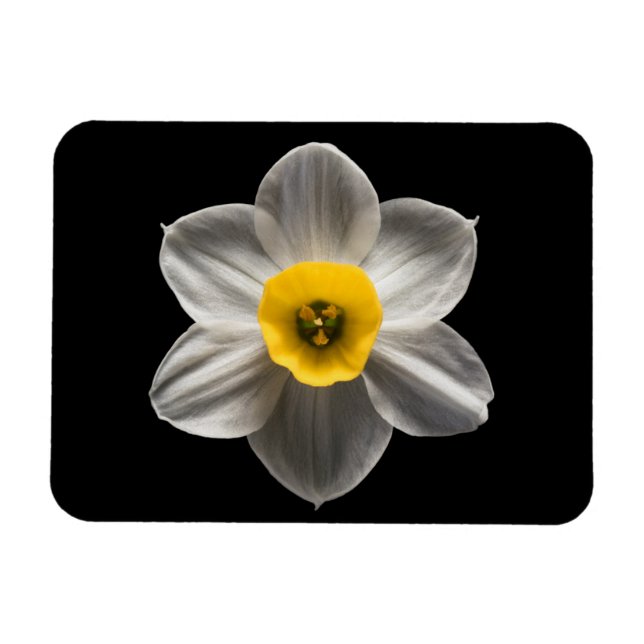 Íman Flores | Flor Branca De Daffodilo (Horizontal)