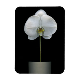 Íman Flores Flor Orquídea Branca