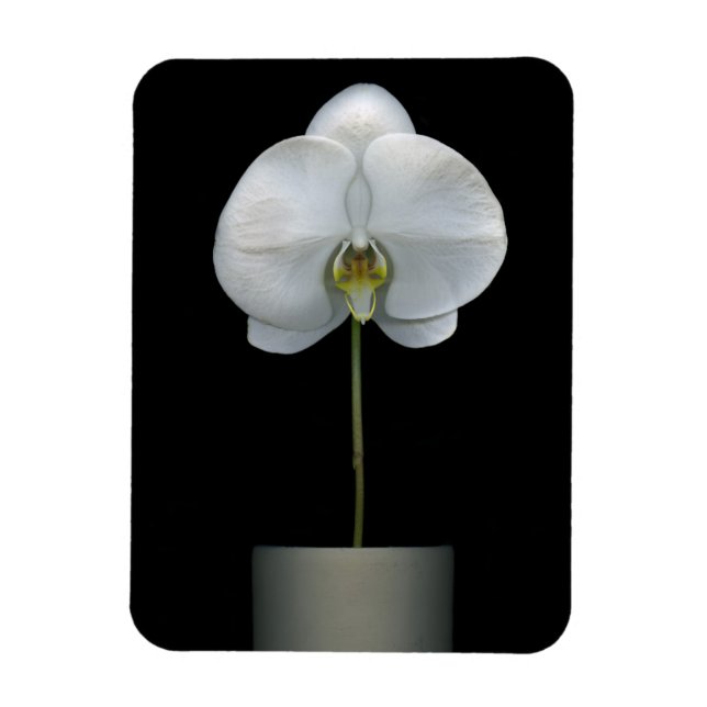 Íman Flores | Flor Orquídea Branca (Vertical)