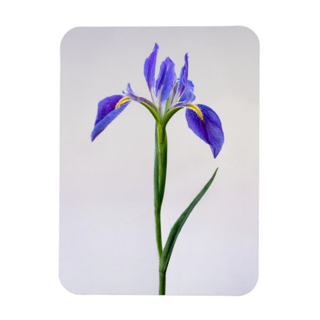 Íman Flores | Flor Roxo-Íris (Vertical)