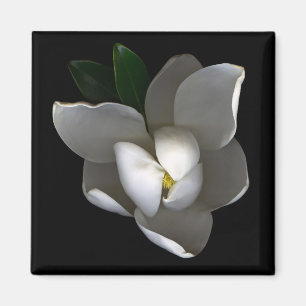 Íman Flores Flor Solteiro Magnolia Branca