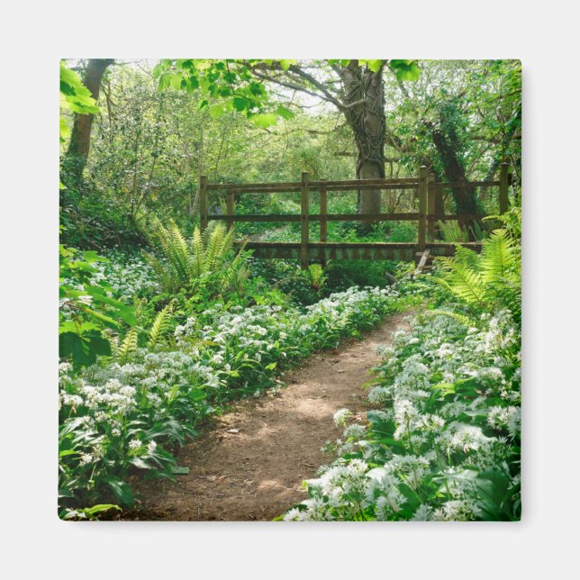 Íman Flores | Flores brancas na floresta (Frente)