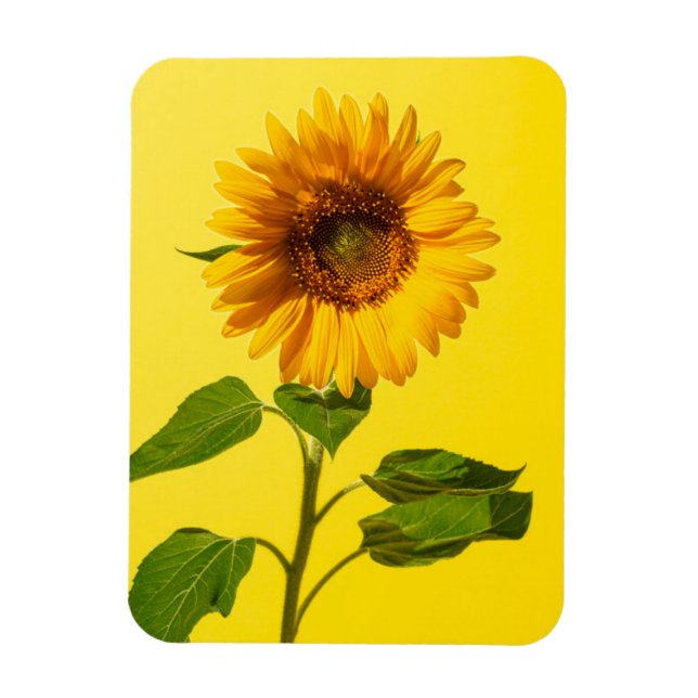 Íman Flores | Girassol em amarelo (Vertical)