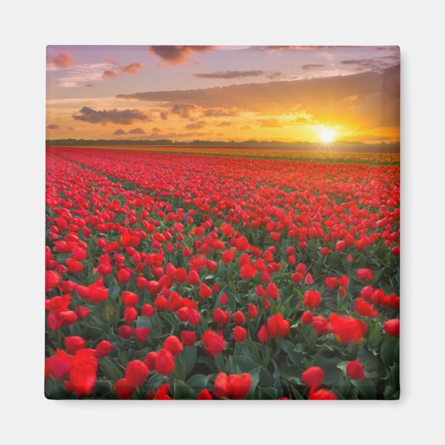 Íman Flores | Jardim Botânico Holanda (Frente)