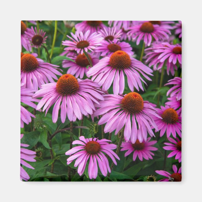 Íman Flores | Jardim de Coneflower Rosa (Frente)