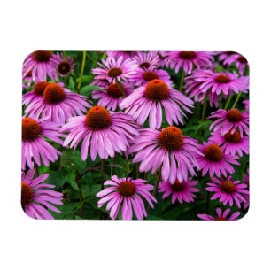 Íman Flores Jardim de Coneflower Rosa