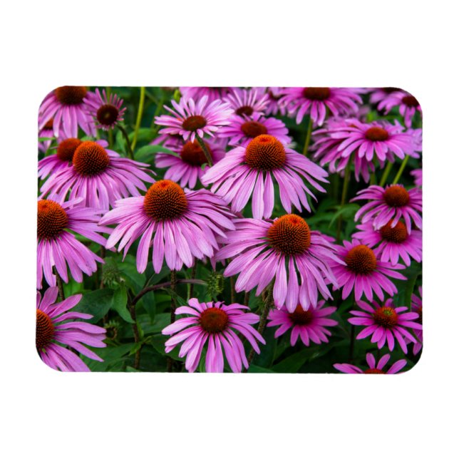 Íman Flores | Jardim de Coneflower Rosa (Horizontal)