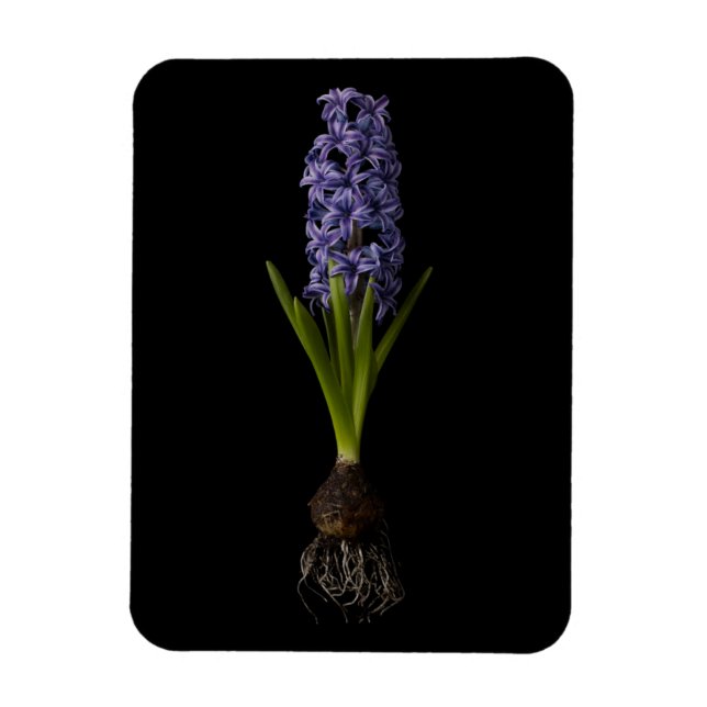 Íman Flores | Lâmpada de Hyacinth Roxa (Vertical)