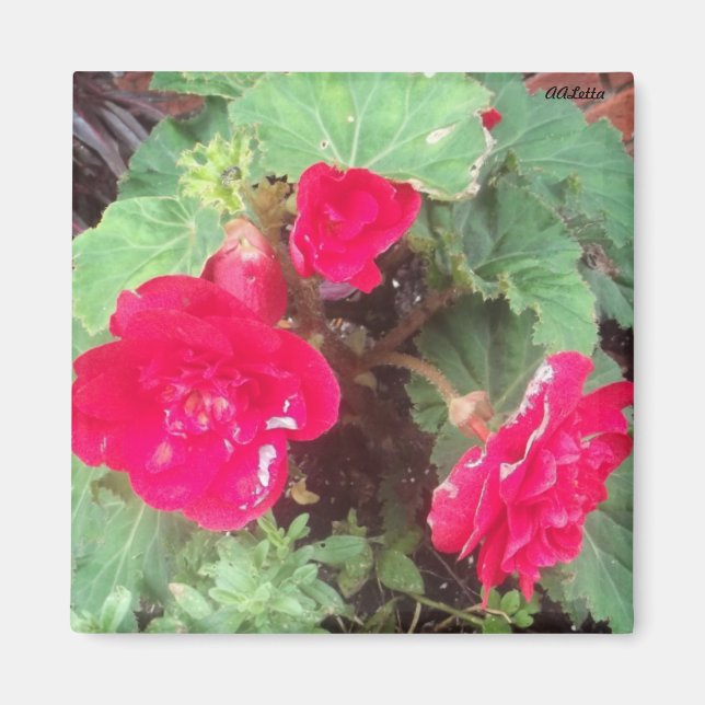 Íman Flores, Magnet (Frente)