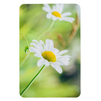 Íman Flores margaridas no campo